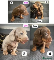 Dachshund dogs - Advert 2