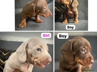 Dachshund dogs - Advert 7