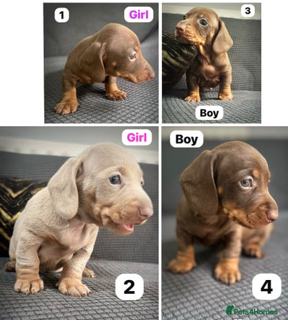 Dachshund dogs - Advert 2
