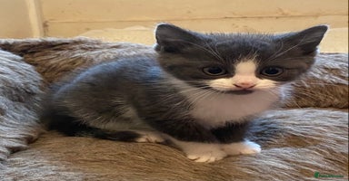 Mixed Breed cats - Advert 6