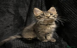 Maine Coon cats for sale: Monarch Maine coon cats - Image 5