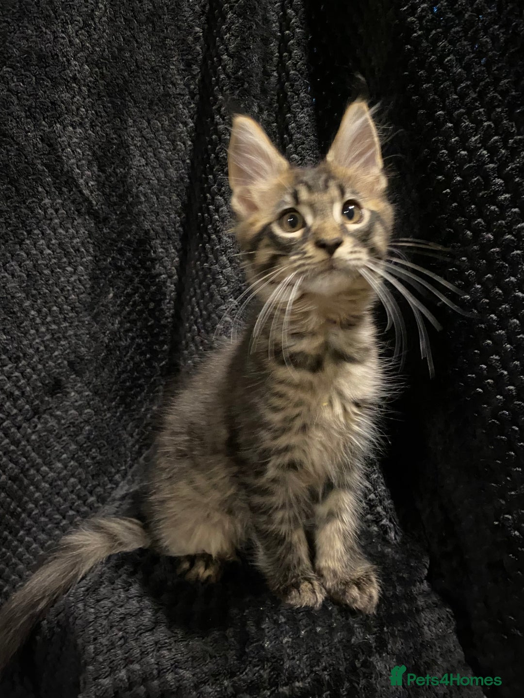 Maine Coon cats for sale: Monarch Maine coon cats - Image 5