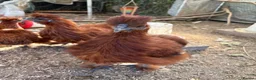 Chickens poultry for sale: Red silkie roosters  in Wakefield - Advert 1