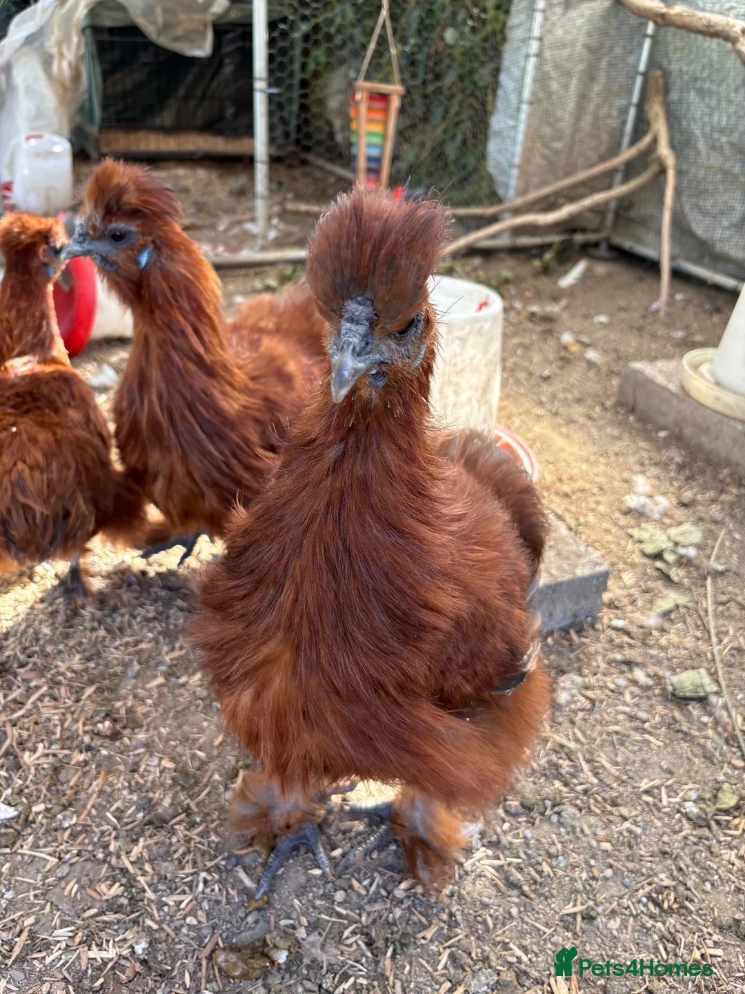 Chickens poultry for sale: Red silkie roosters  in Wakefield - Advert 1