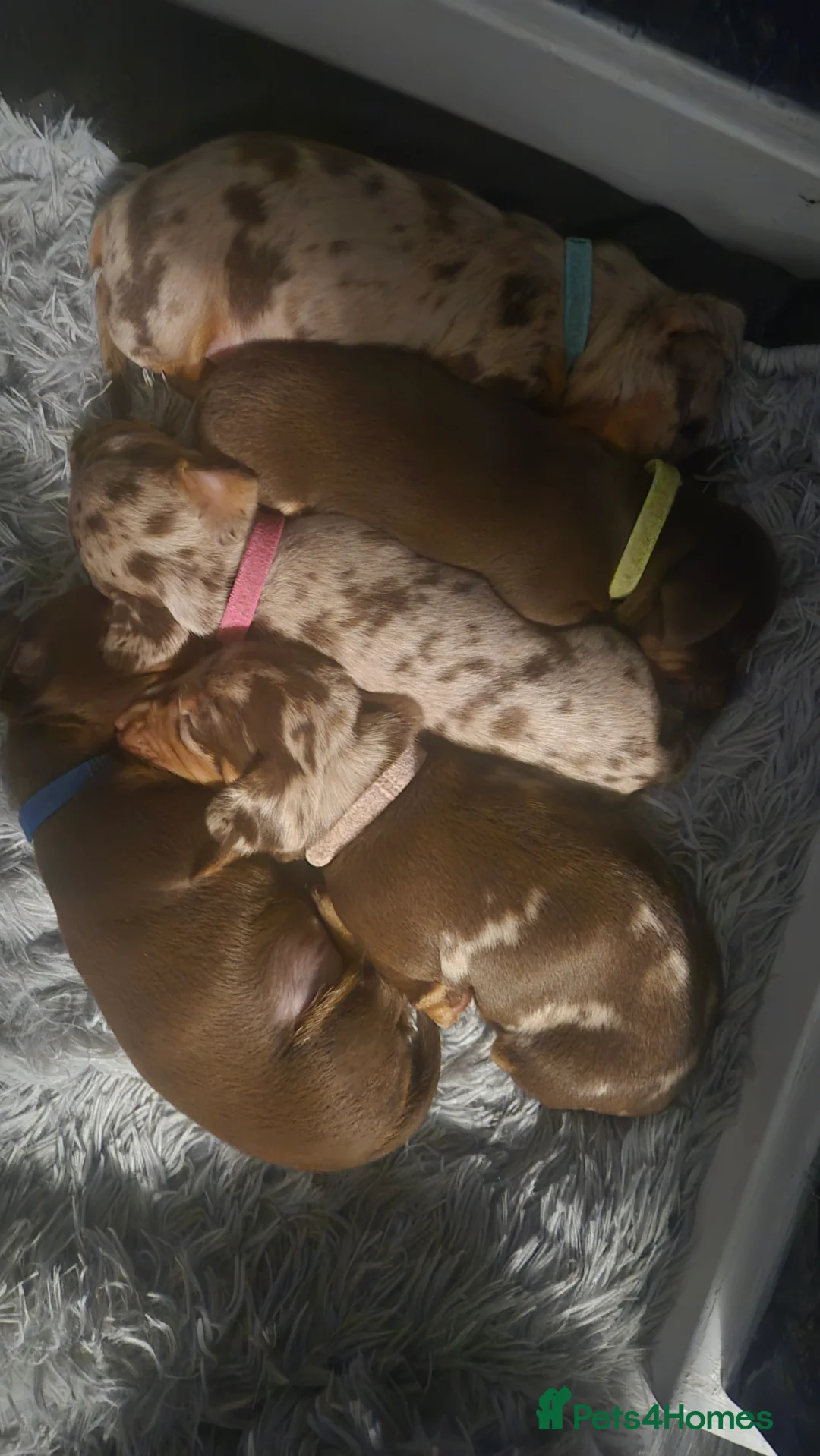 Miniature Dachshund dogs for sale: Miniature dachshund  - Advert 15