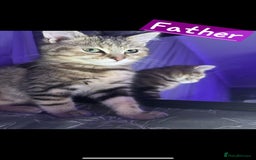 Mixed Breed cats for sale: Two Female kittens (Bengal/Persian mix - Image 16