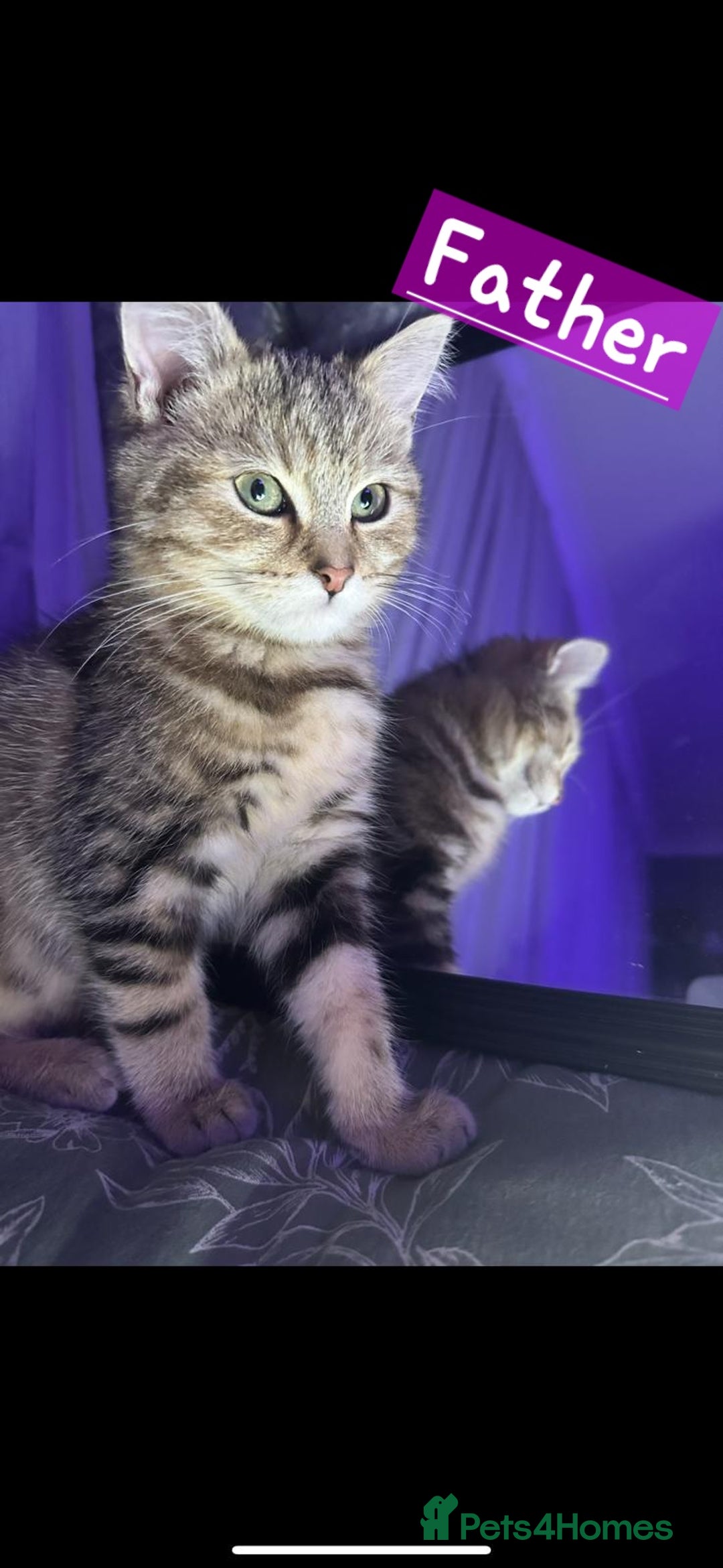Mixed Breed cats for sale: Two Female kittens (Bengal/Persian mix - Image 16