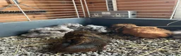 Guinea Pig rodents for sale: Baby guinea pigs  - Advert 2