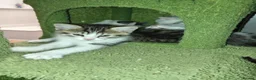 Mixed Breed cats for sale: Beautiful All White, all black & tabby kittens - Advert 10