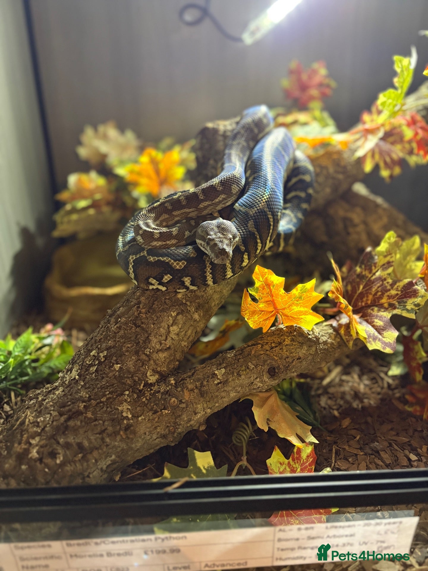 Python Snake reptiles Bredli python female cb24 - Advert 1