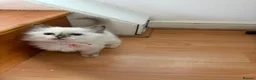 Ragdoll cats for sale: 6 perfect ragdoll kittens - Advert 18