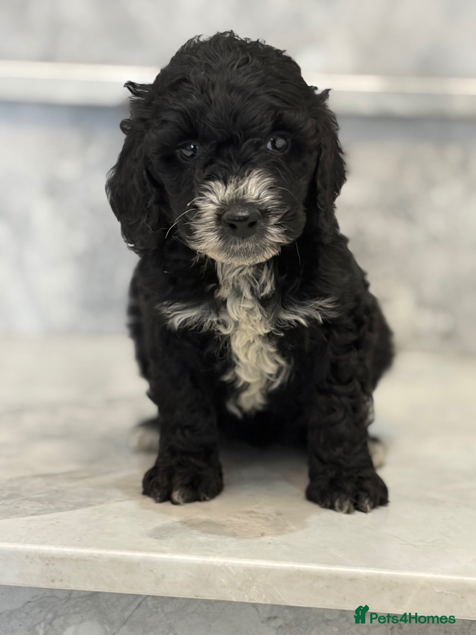 Cockapoo dogs 🐾STUNNING F1 COCKERPOOS 🐾 - Advert 1