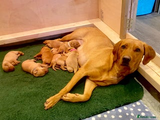 Labrador Retriever dogs KC Registered Fox Red Labs, Exceptionally Brec - Advert 2