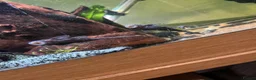 Plecos fish for sale: Shortfin Bristlenose SALE - Advert 5