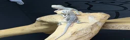 Bearded Dragon reptiles for sale: Baby Bearded Dragons. Visual Dunners & Hypos - Advert 20