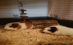 Guinea Pig rodents for sale: Bonded pair of young female guinea pigs - Advert 1