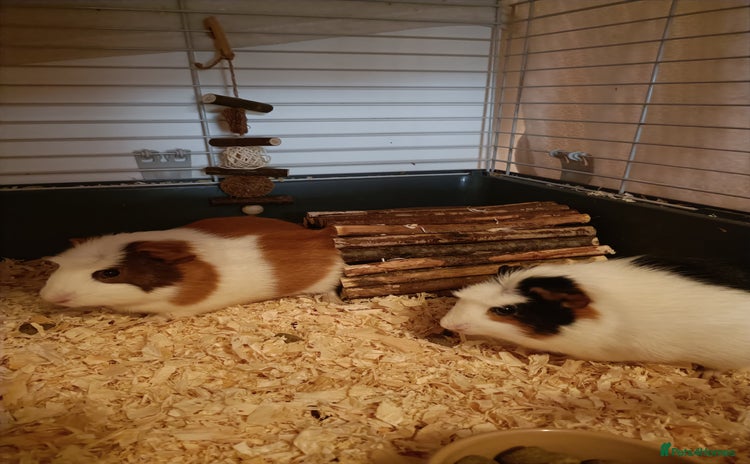 Guinea Pig rodents Bonded pair of young female guinea pigs - Advert 1