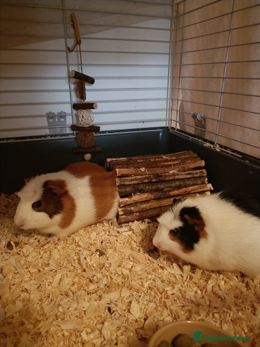 Guinea Pig rodents for sale: Bonded pair of young female guinea pigs - Advert 1