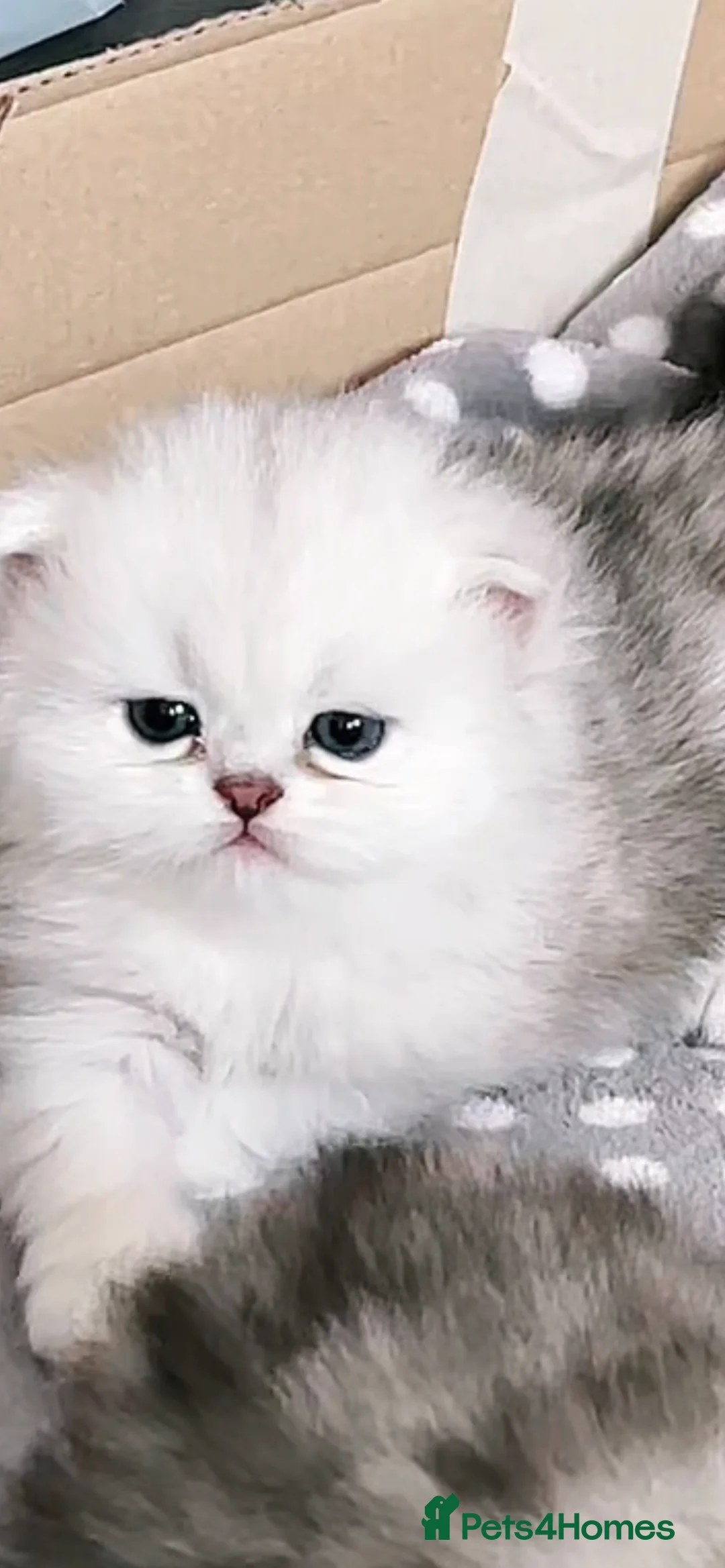 Persian cats for sale: Beautiful Persian Cat for Sale!  - Advert 7