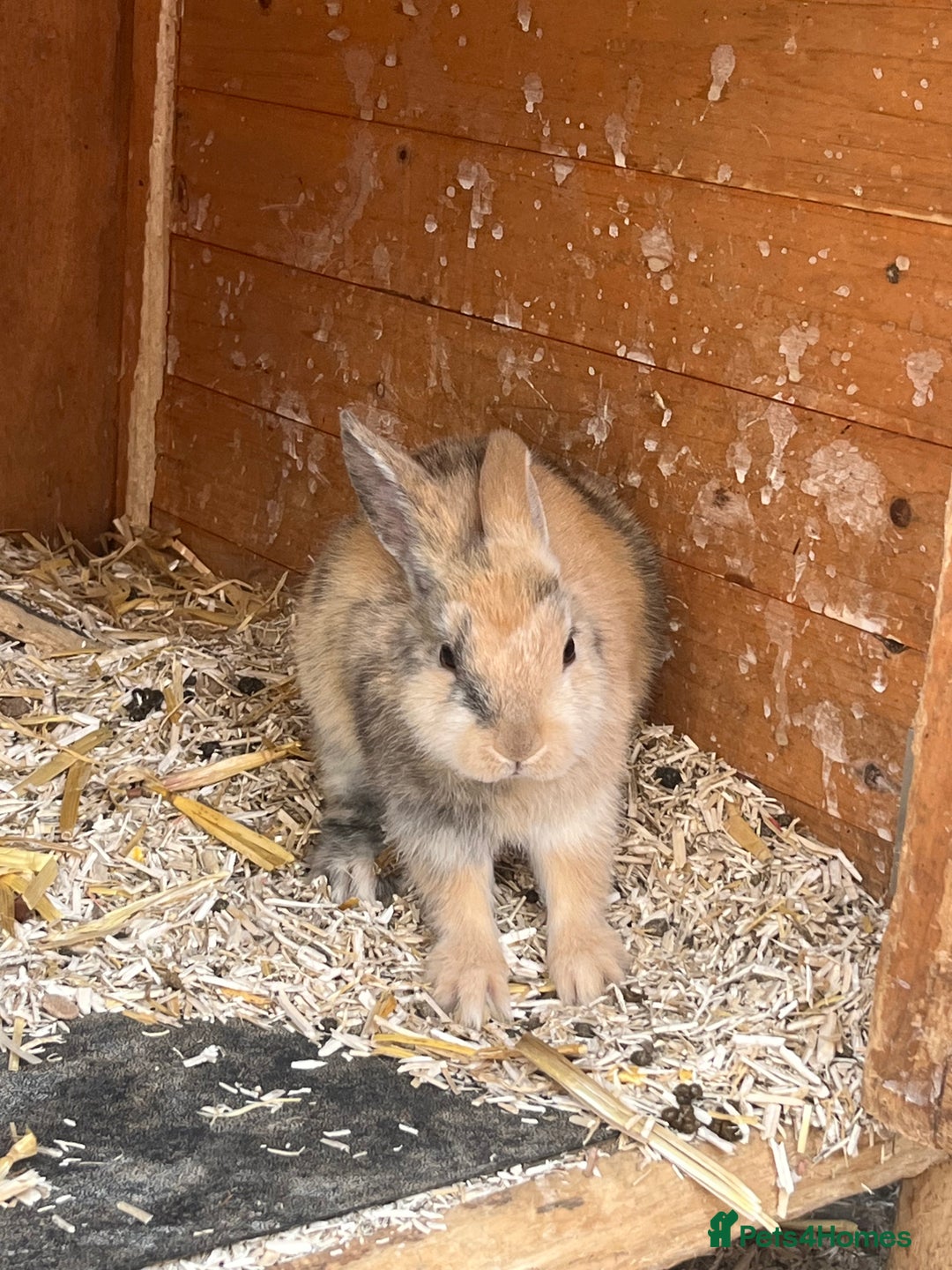 Mixed Breed rabbits for sale: Baby bunnies  - Image 9
