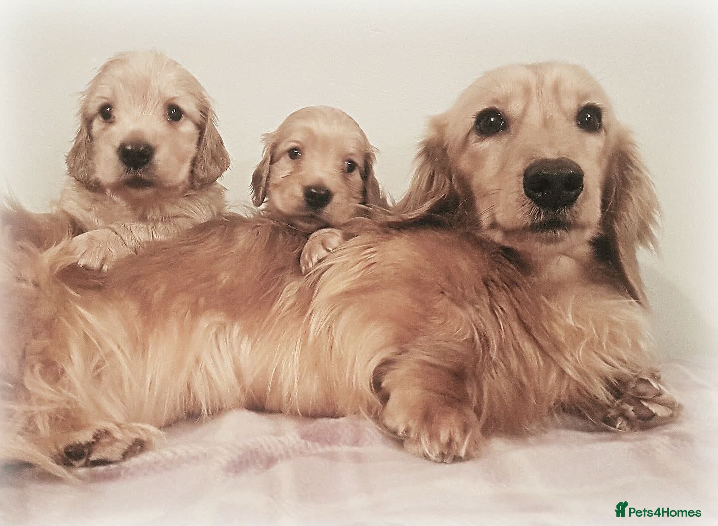 Miniature Dachshund dogs Show quality mini longhaired dachshunds pups - Advert 1