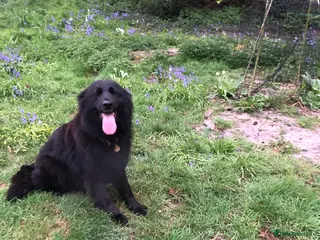 Sheprador dogs Young female, German Shepherd, Labrador - Advert 3