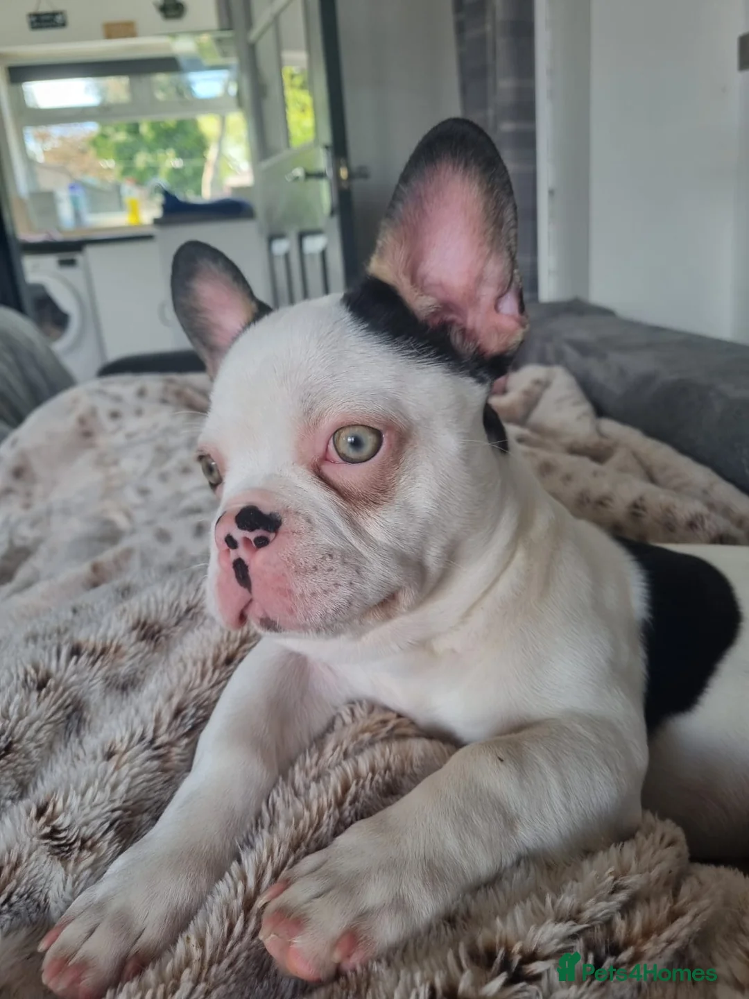 French Bulldog dogs for sale: Male French bulldog  in Birmingham - Advert 2