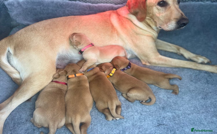 Labrador Retriever dogs - Advert 10