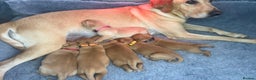 Labrador Retriever dogs for sale: Champion line KC reg dark Red Fox Yellow Labrador  - Advert 5