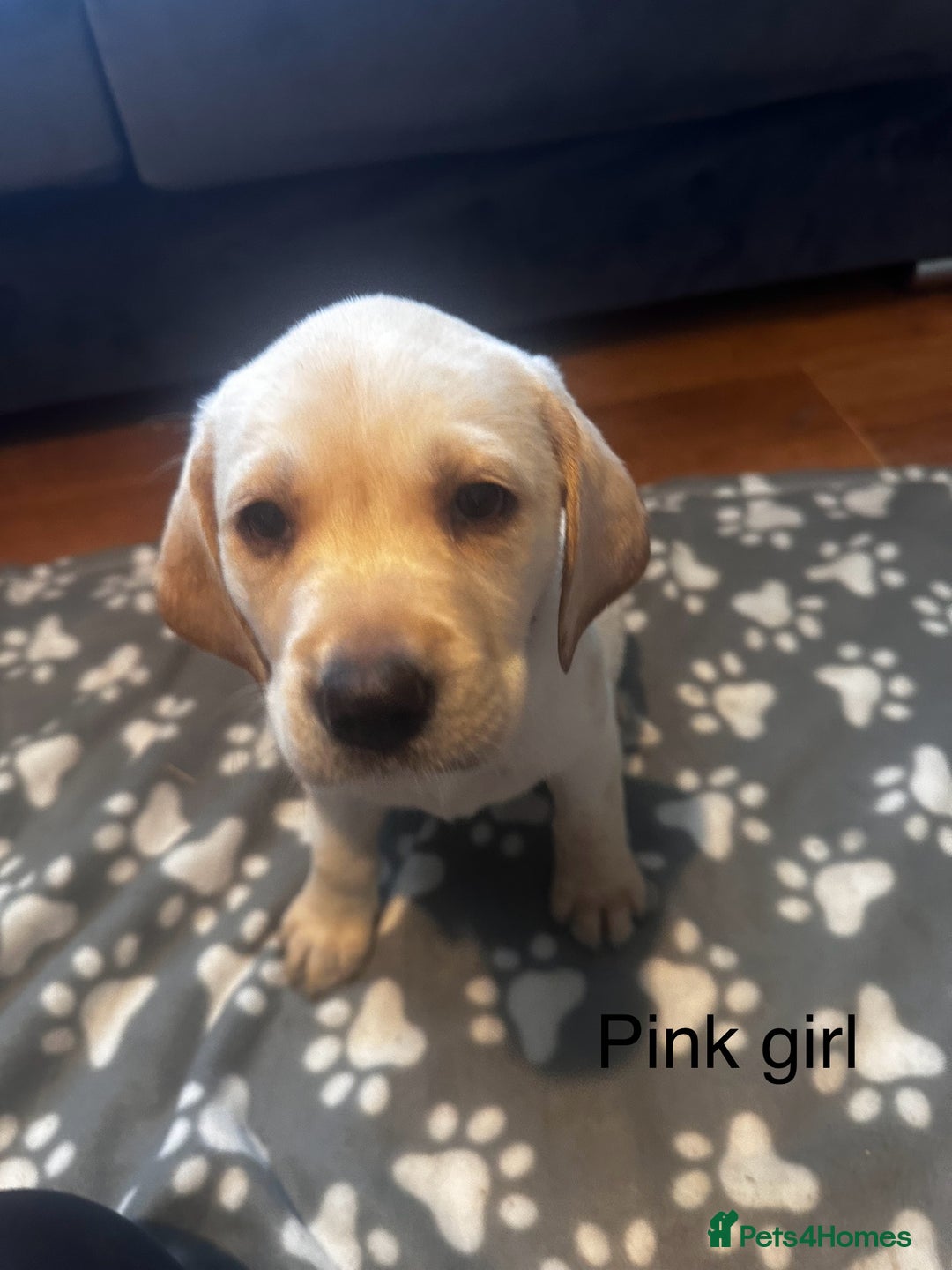Labrador Retriever dogs for sale:  Labrador puppies - Ready now  in Aberdeen - Image 24