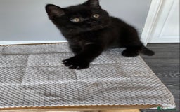 British Shorthair cats for sale: Black British Shorthair male  - Image 2