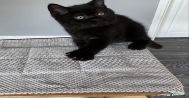 British Shorthair cats - Advert 12