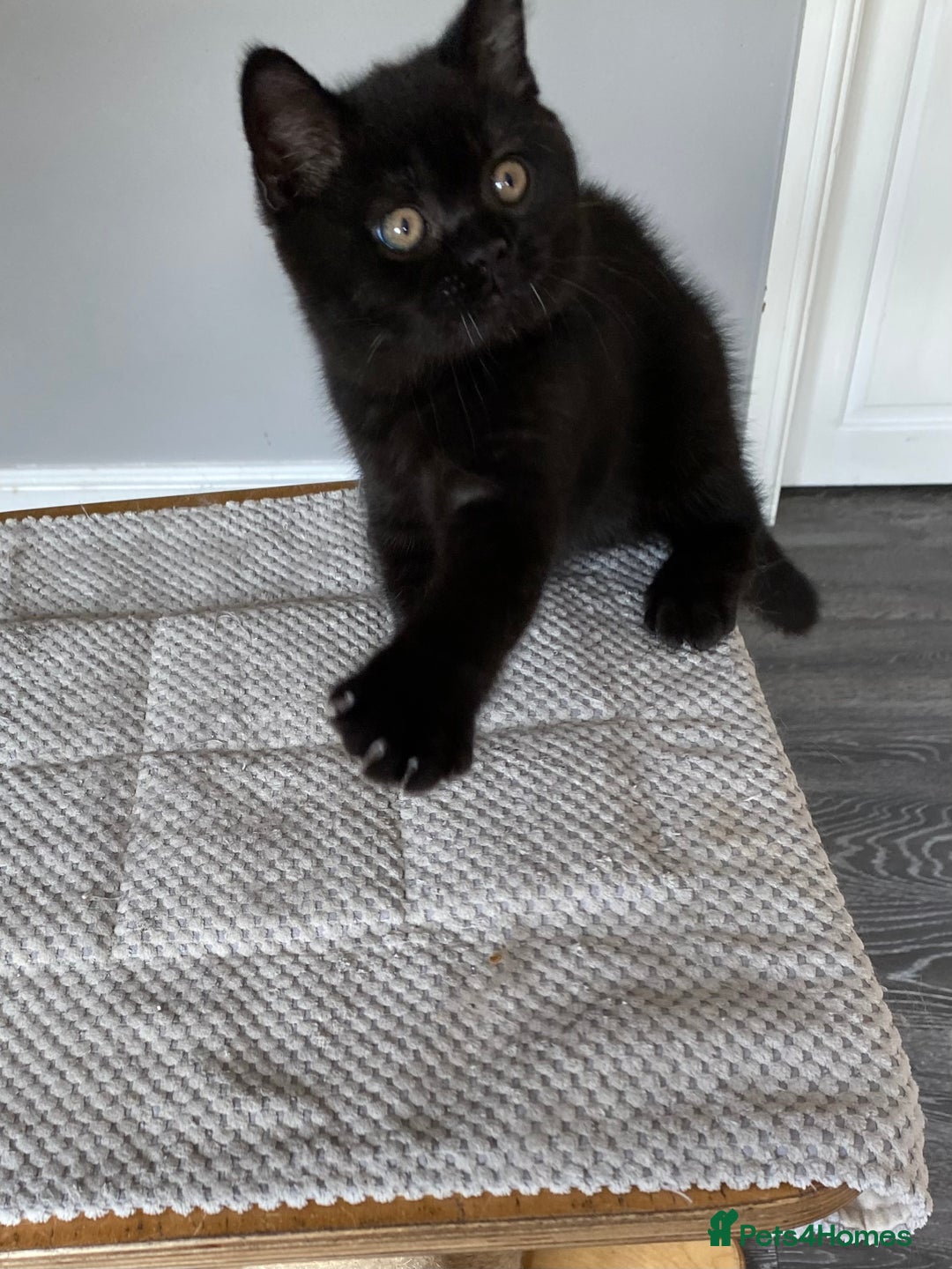 British Shorthair cats for sale: Black British Shorthair male  - Image 2