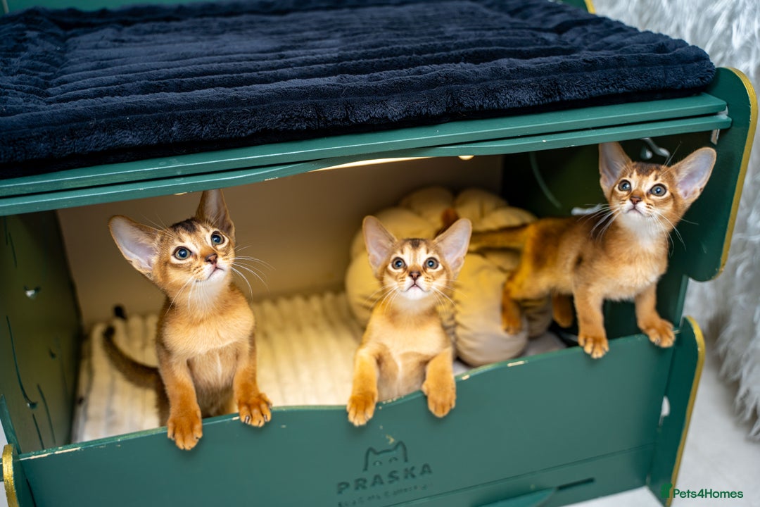 Abyssinian cats for sale: Elegant Abyssinian Kittens Champion Lines 🏆 🥇  - Image 10