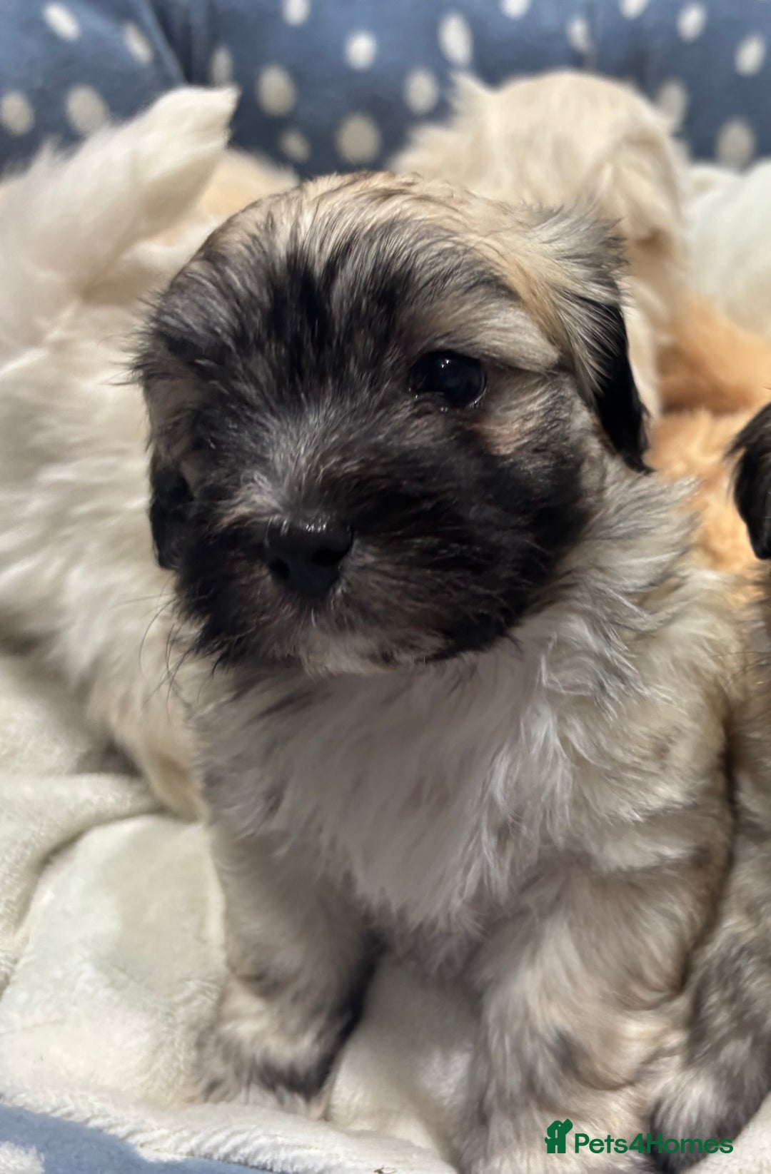 Maltipoo dogs for sale: Maltipoo - Advert 3