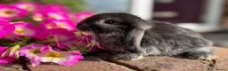 Mini Lop rabbits for sale: 6 mini lop babies RTL 10th September - Advert 9