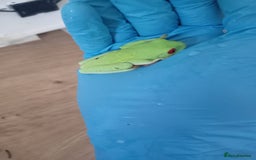 Frog reptiles for sale: Two baby red eye tree frogs - Image 2