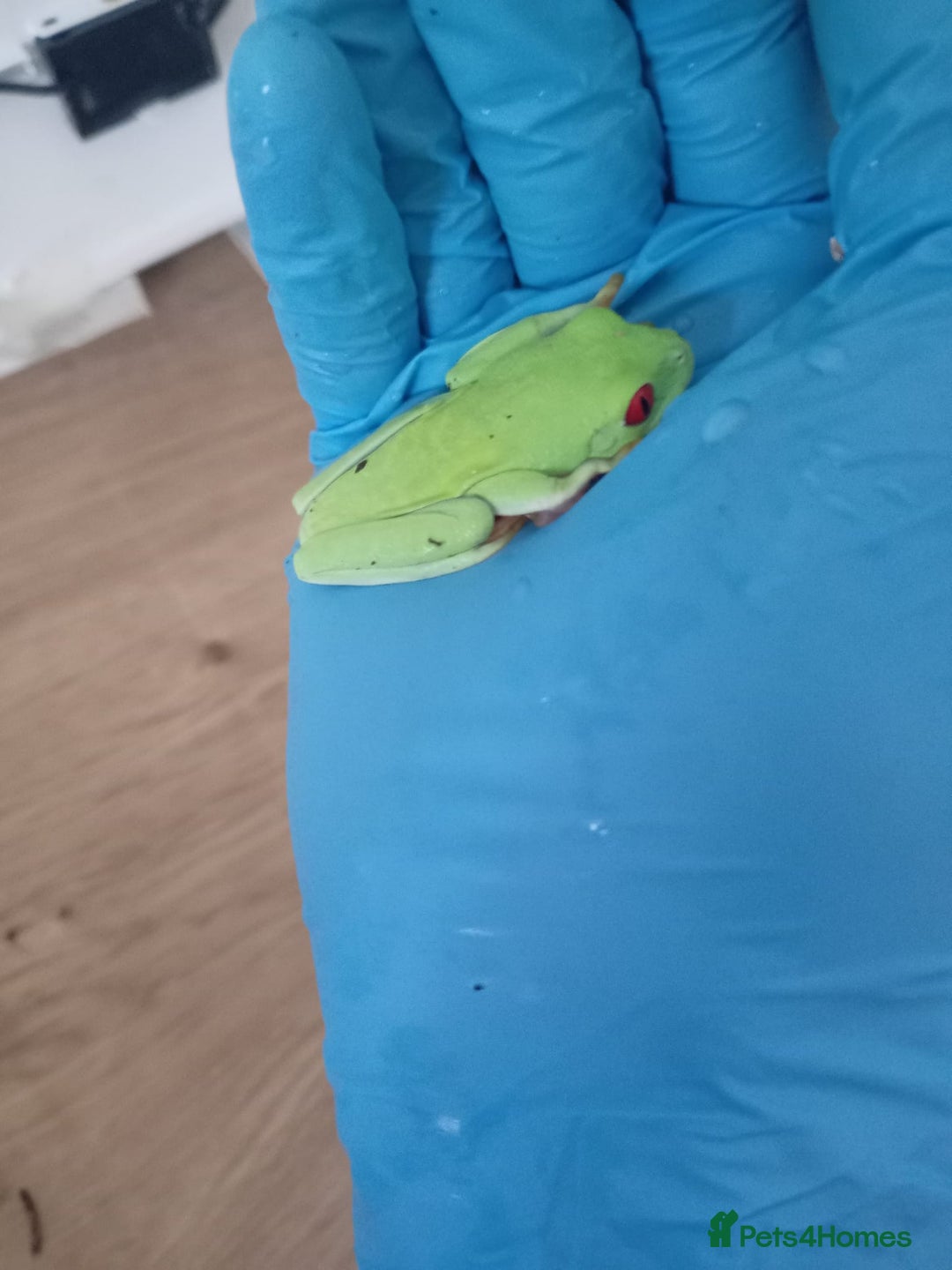 Frog reptiles for sale: Two baby red eye tree frogs - Image 2