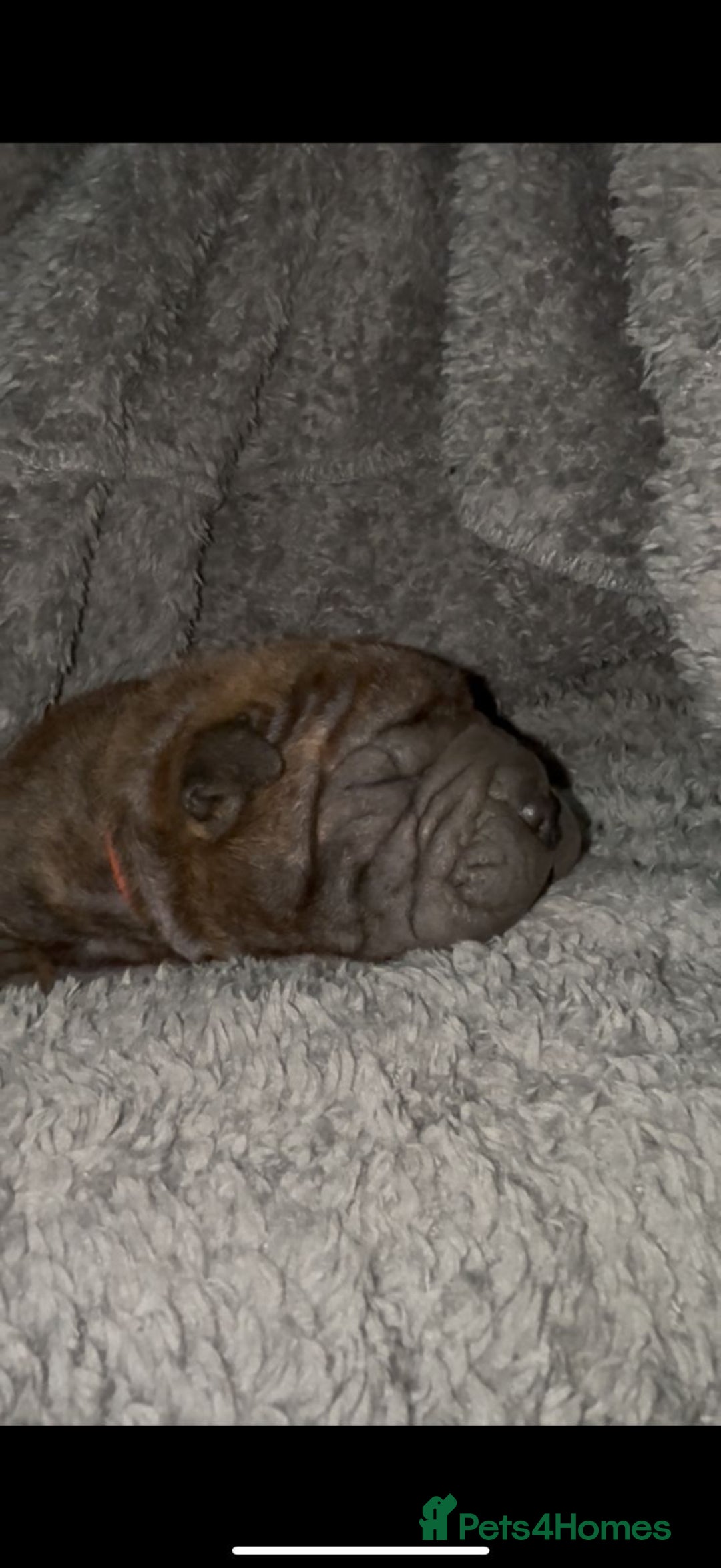 Shar Pei dogs for sale: Shar Pei Puppies For Sale - Advert 8