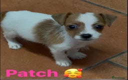 Jack Russell dogs for sale: BEAUTIFUL JACK RUSSELL PUPPIES - Image 2