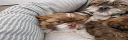 Shih Tzu dogs for sale: Shih tzu puppies looking for their forever home. in Leeds - Advert 14