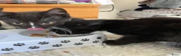 Mixed Breed cats for sale: Beautiful kittens for sale - Advert 5