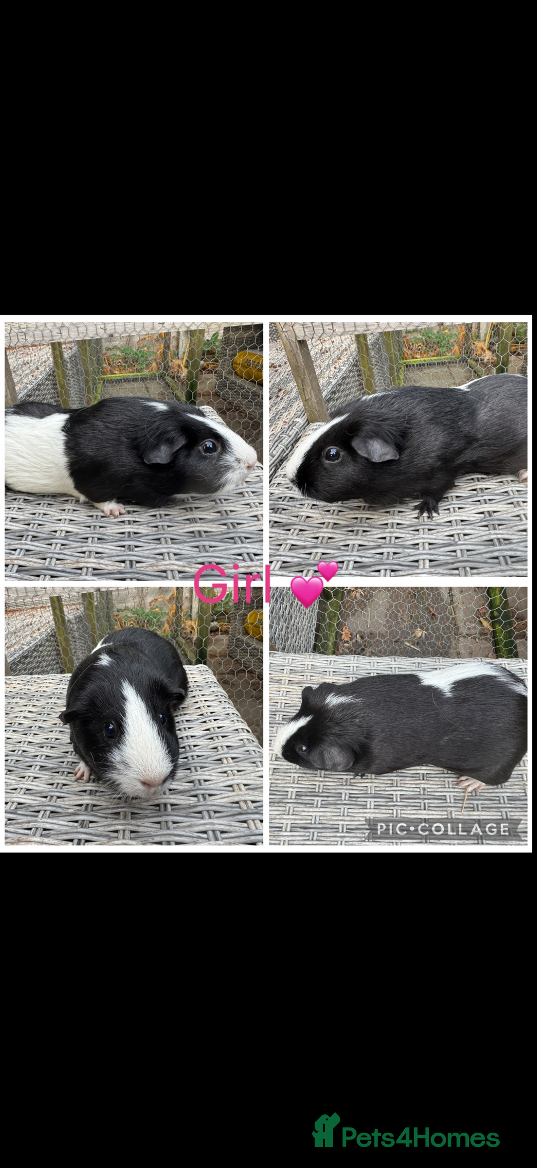 Guinea Pig rodents for sale: Male & Female Guinea pigs 👀 for new laps 🥰 - Advert 40