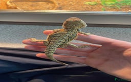 Bearded Dragon reptiles for sale: bearded dragon babies  - Image 2