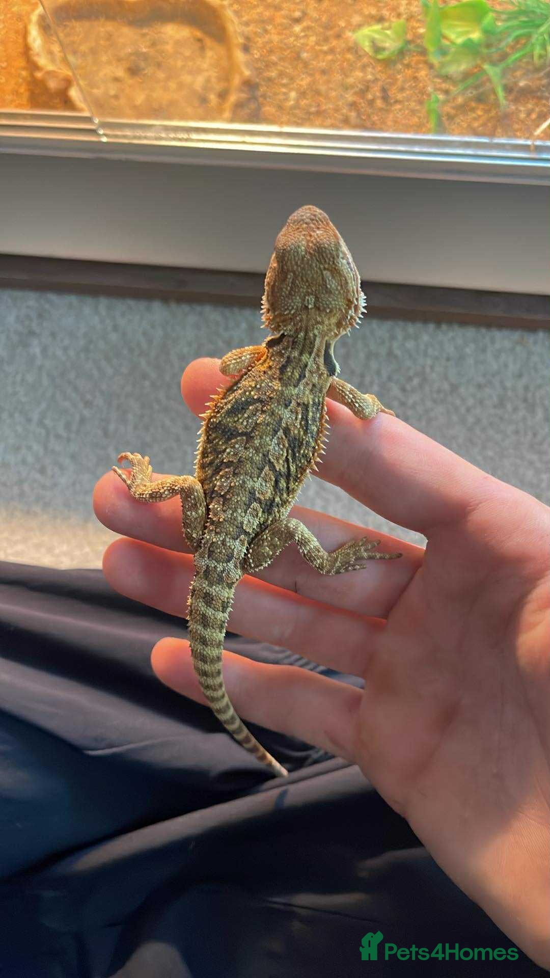 Bearded Dragon reptiles for sale: bearded dragon babies  - Image 2