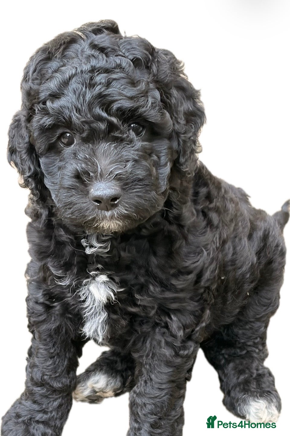 Mixed Breed dogs AUSTRALIAN LABRADOODLE - LAST GIRL AVAILABLE - Advert 2