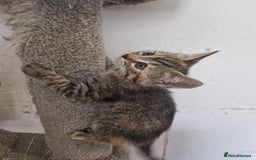 Mixed Breed cats for sale: Adorable Kittens Ready for Their New Homes! 🐾 - Image 4