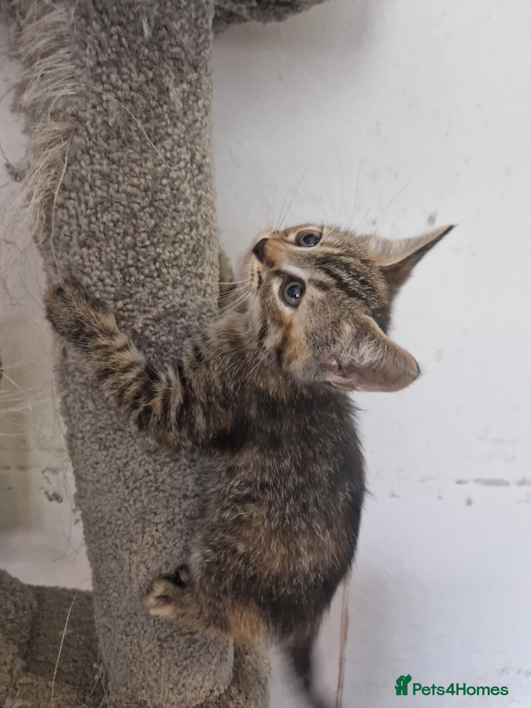 Mixed Breed cats for sale: Adorable Kittens Ready for Their New Homes! 🐾 - Image 4