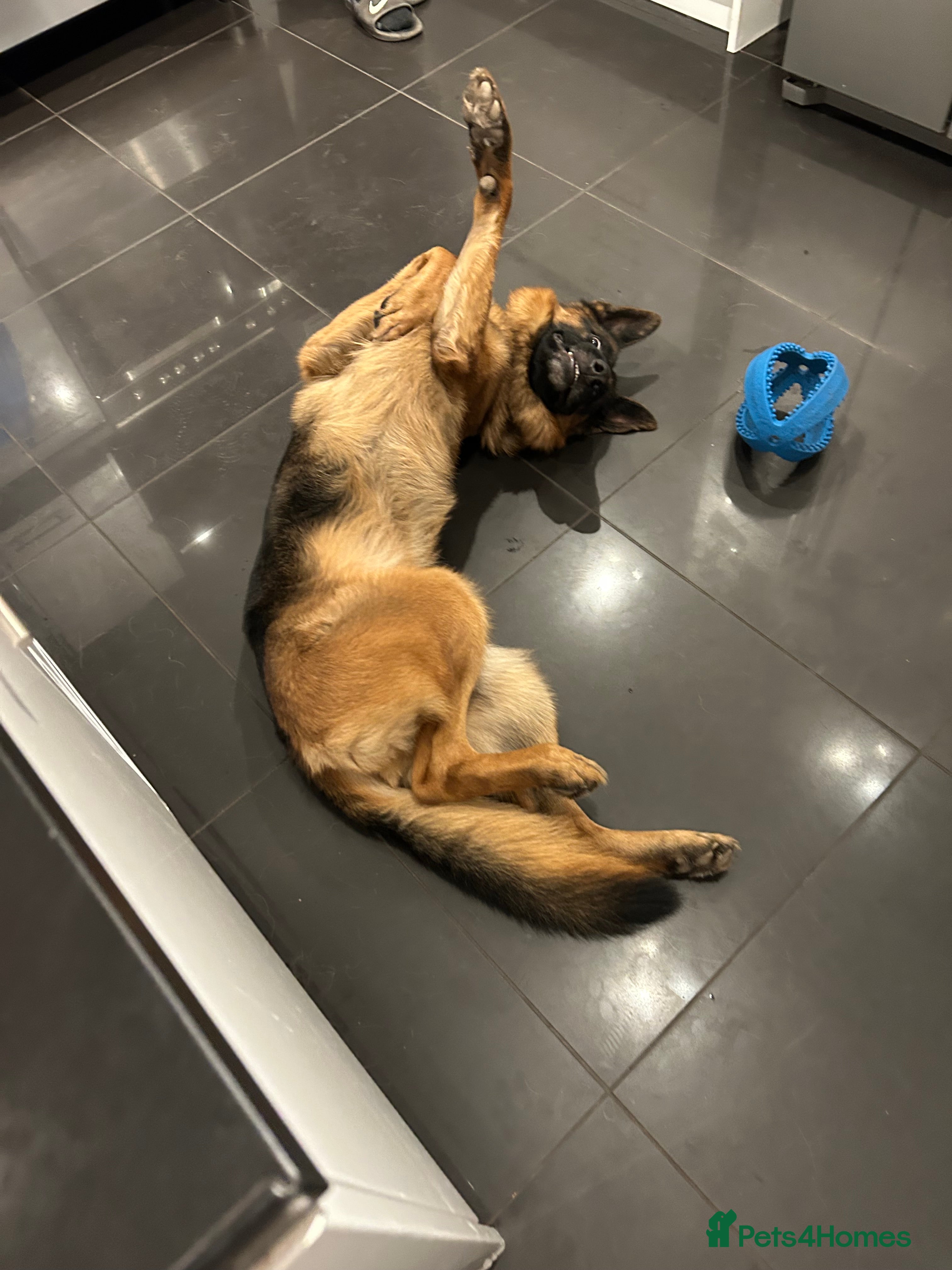 German Shepherd dogs Rufus  - Advert 1