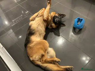 German Shepherd dogs Rufus - Advert 1